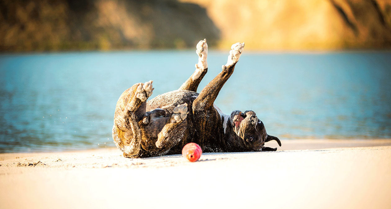 Tipps für den Urlaub mit Hund