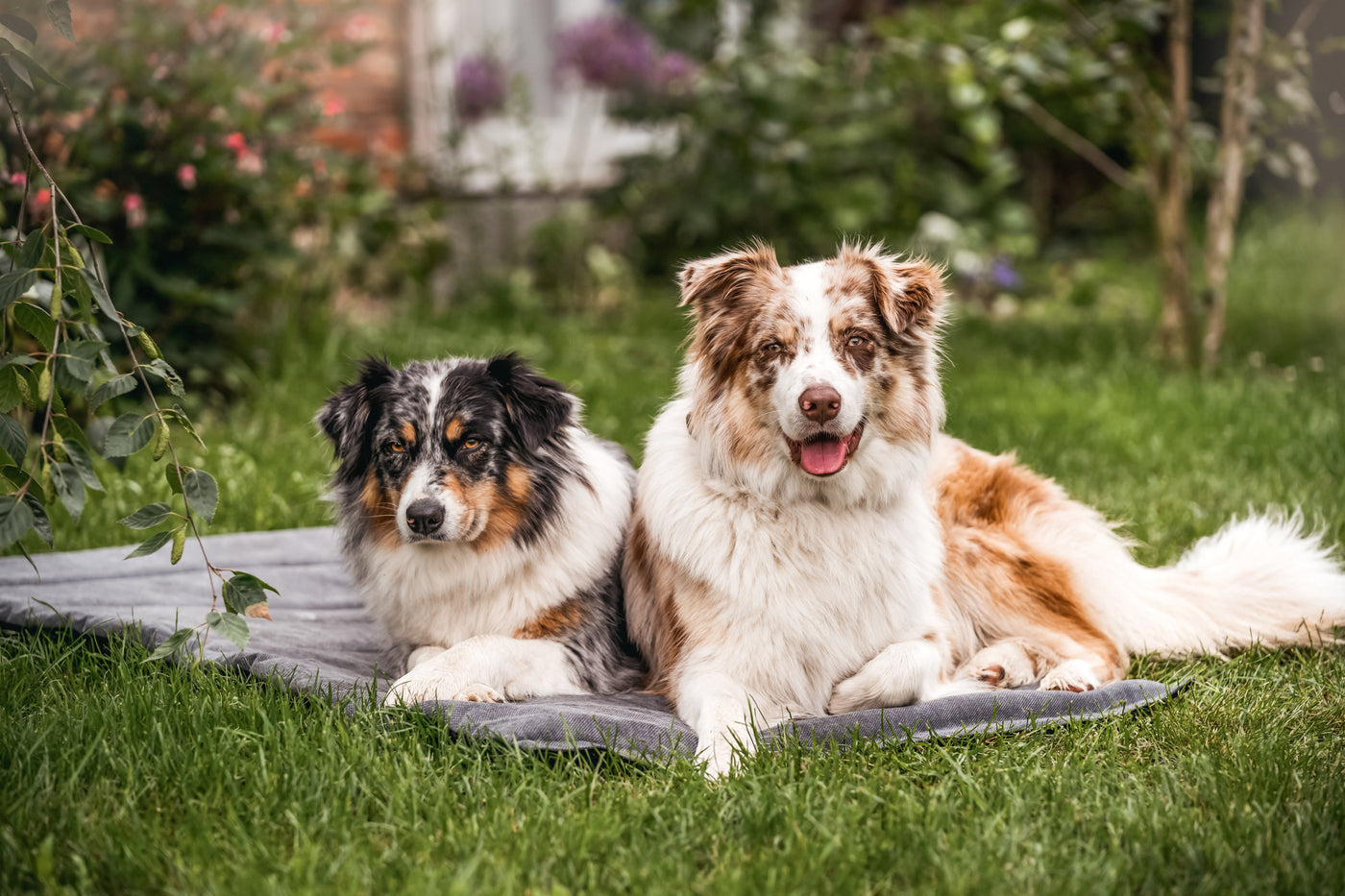 Hunde auf Resor Reisematte