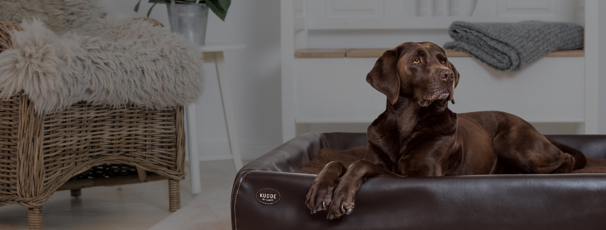 Heroimage orth. Hundebetten Desktop