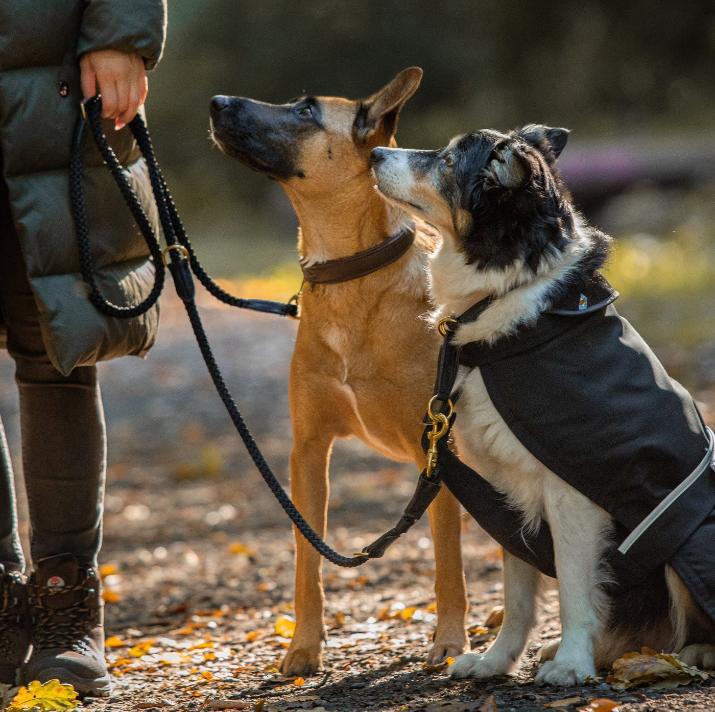 Hunde beim Gassi gehen