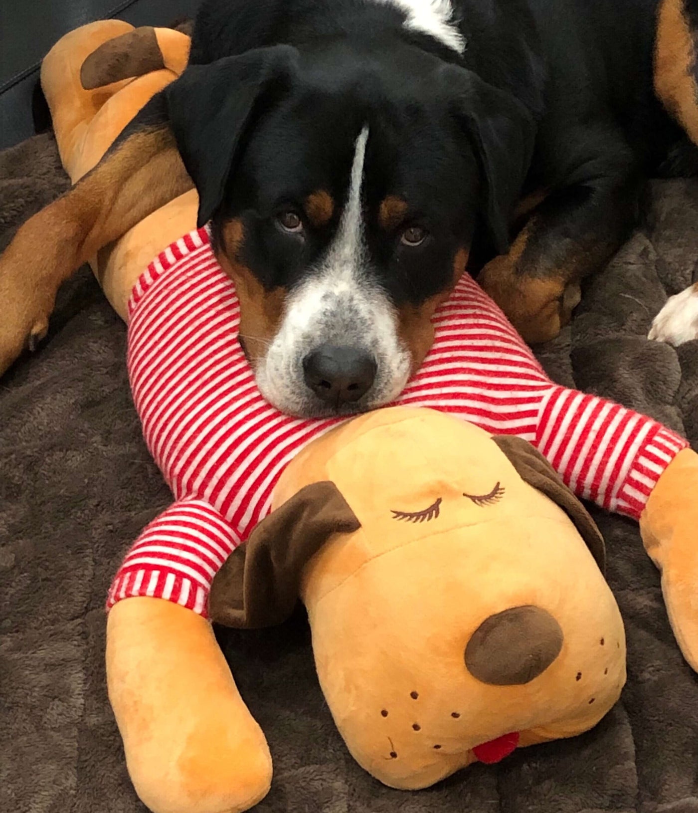 Kundenfoto Hund mit Tomte