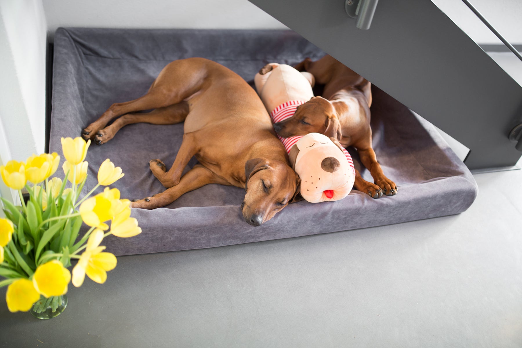 Ankuschelhund TOMTE