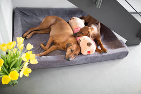Ankuschelhund TOMTE