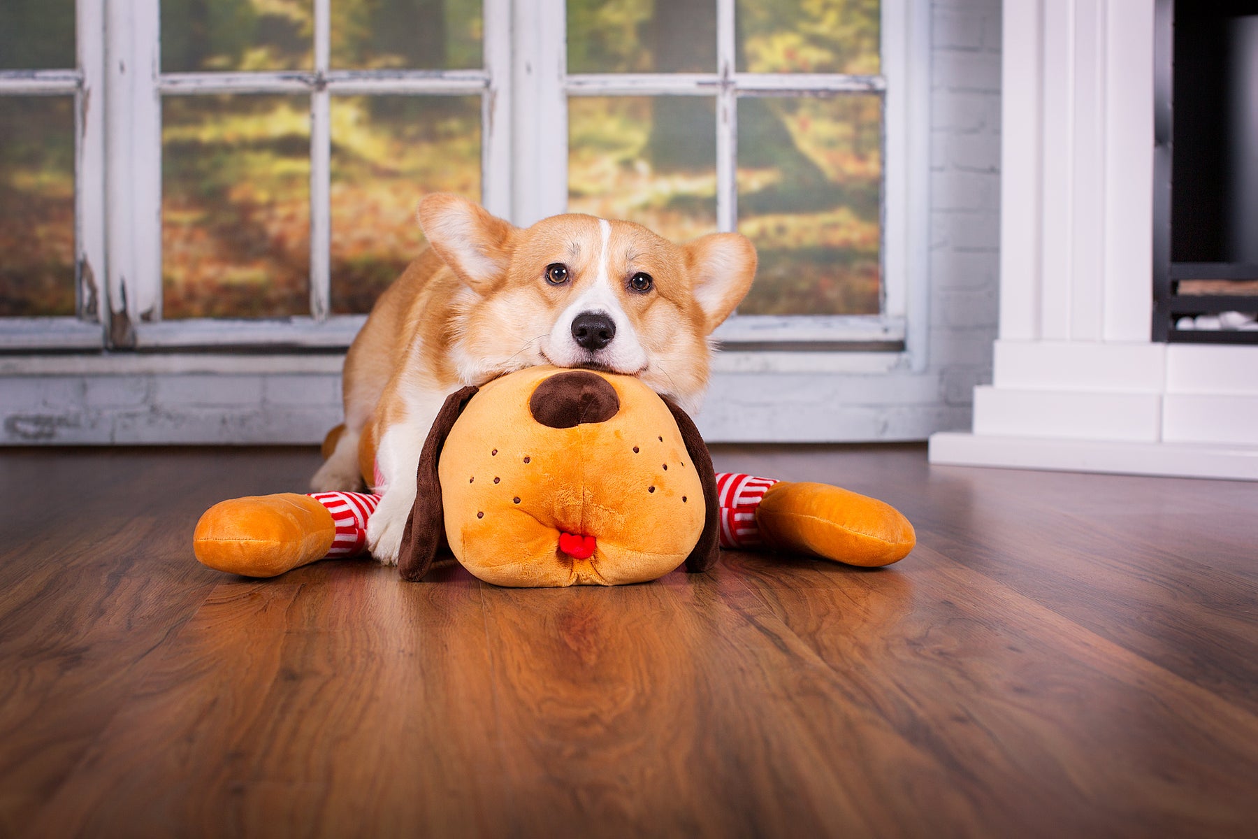 Ankuschelhund TOMTE