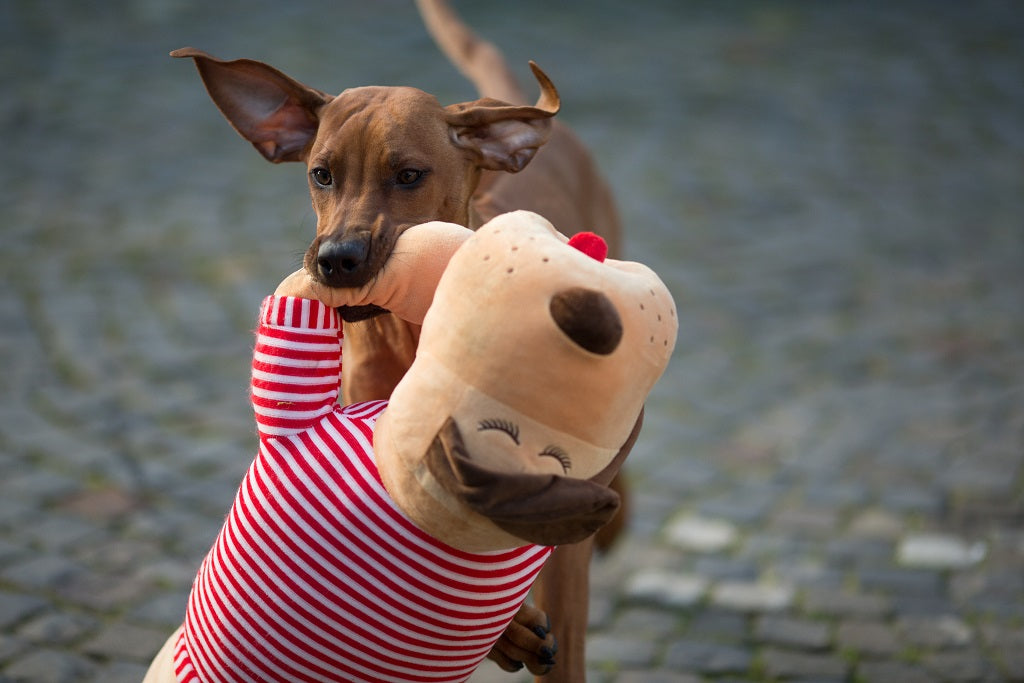 Ankuschelhund TOMTE