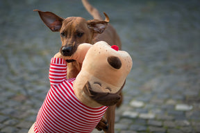 Ankuschelhund TOMTE