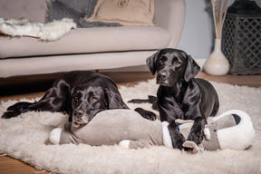 Ankuschelhund THEO